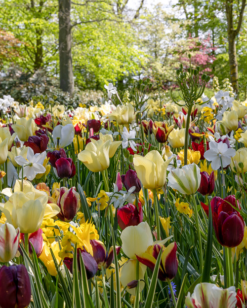 Kombinácie Wild Garden   , 100 ks